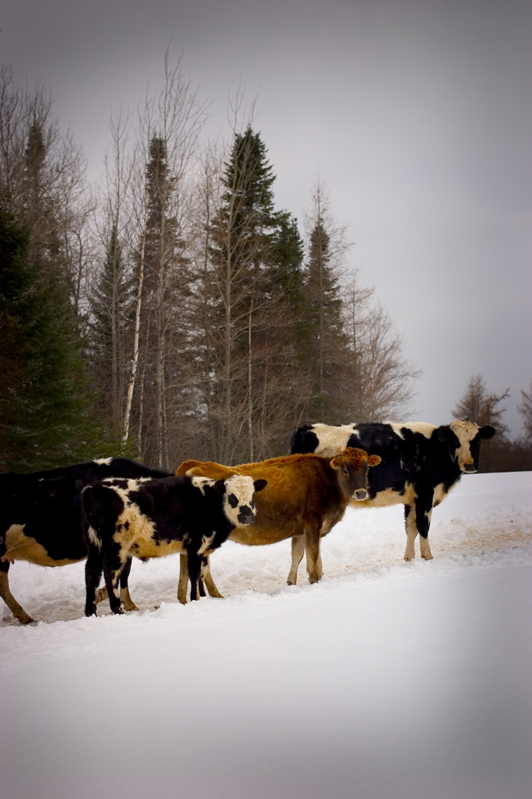 Cow-Line-at-Dairy-Farm_webres