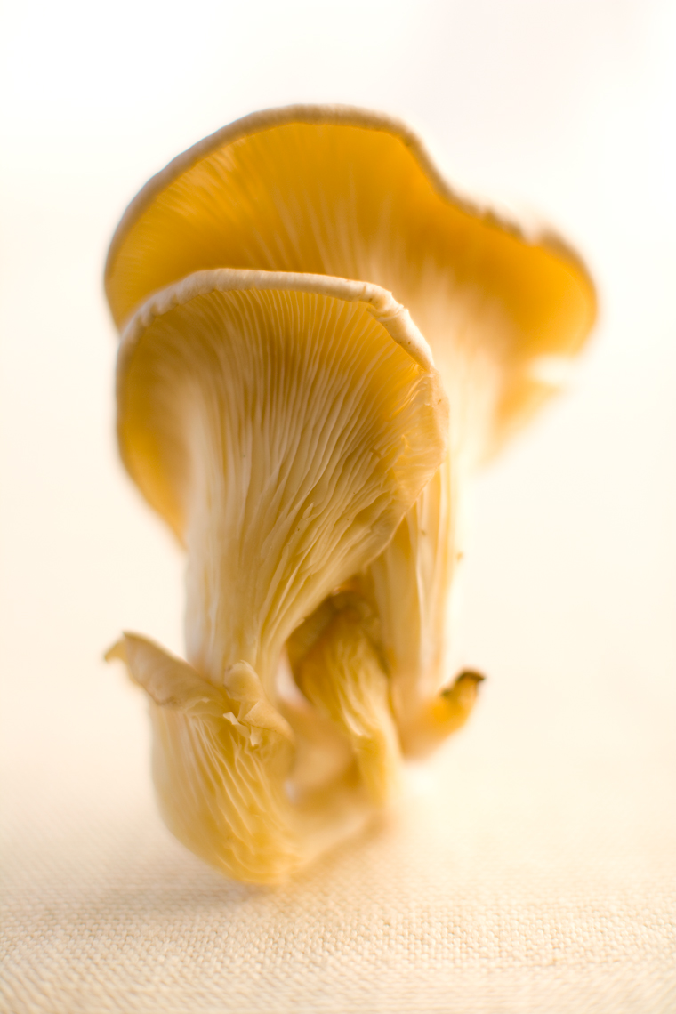 Just-Mushroom-1_webres